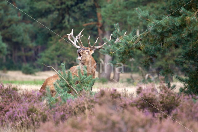 Red Deer (Cervus elaphus)