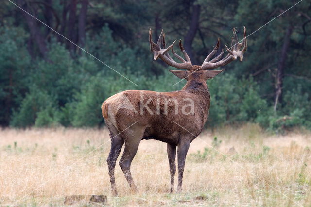 Red Deer (Cervus elaphus)