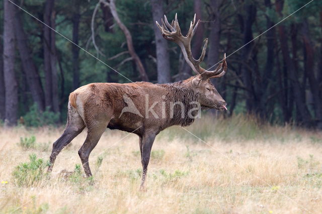 Edelhert (Cervus elaphus)