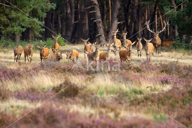 Red Deer (Cervus elaphus)