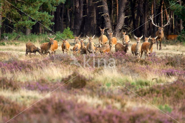 Red Deer (Cervus elaphus)