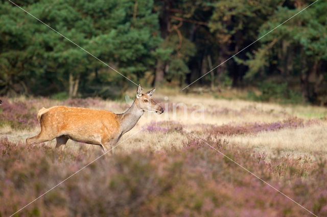 Edelhert (Cervus elaphus)