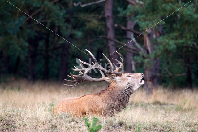 Red Deer (Cervus elaphus)