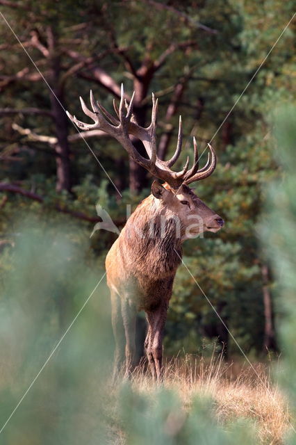 Edelhert (Cervus elaphus)