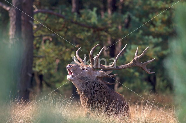 Edelhert (Cervus elaphus)