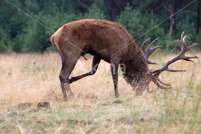 Edelhert (Cervus elaphus)