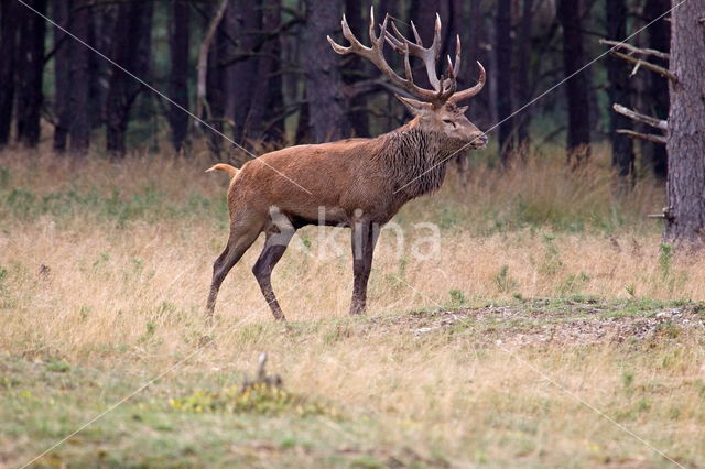 Edelhert (Cervus elaphus)