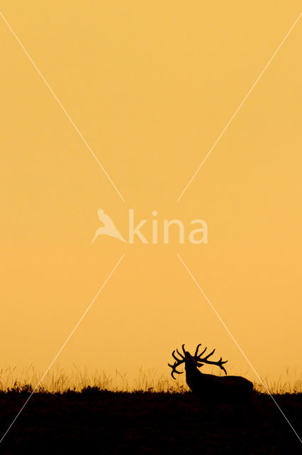 Red Deer (Cervus elaphus)