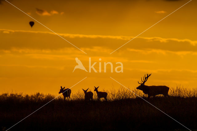 Red Deer (Cervus elaphus)