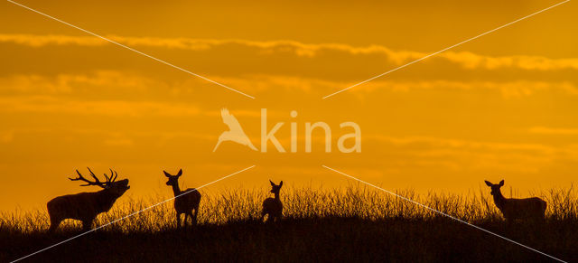 Red Deer (Cervus elaphus)