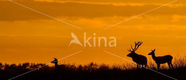 Red Deer (Cervus elaphus)