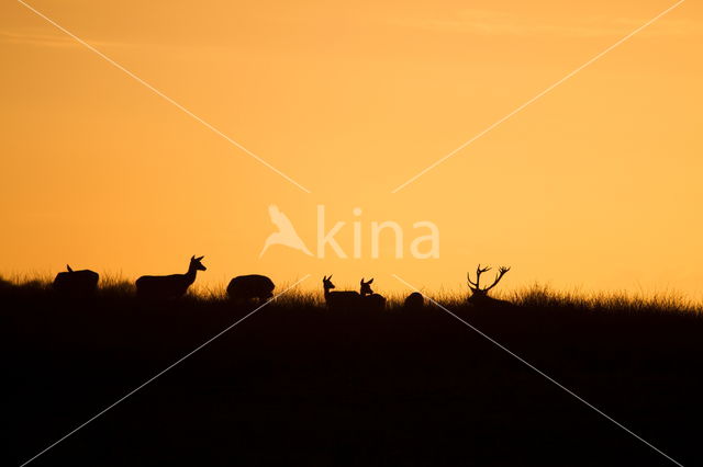 Red Deer (Cervus elaphus)