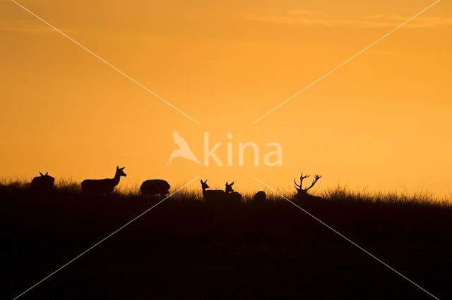 Red Deer (Cervus elaphus)