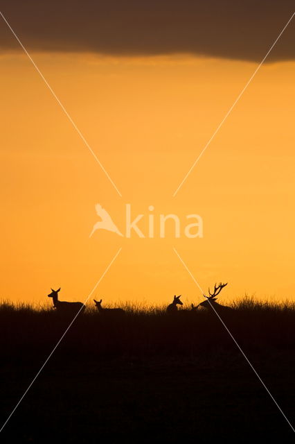 Red Deer (Cervus elaphus)