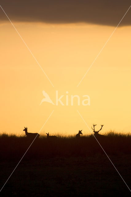 Red Deer (Cervus elaphus)