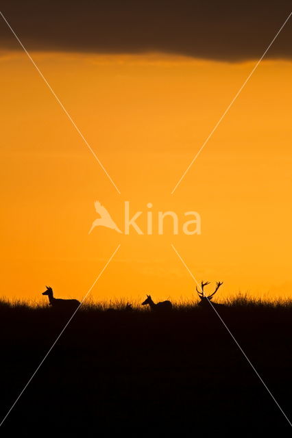 Red Deer (Cervus elaphus)