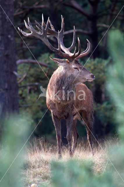 Edelhert (Cervus elaphus)