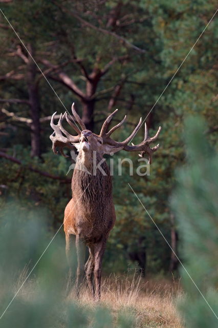 Red Deer (Cervus elaphus)