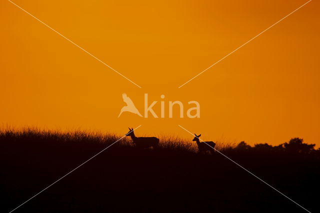 Red Deer (Cervus elaphus)