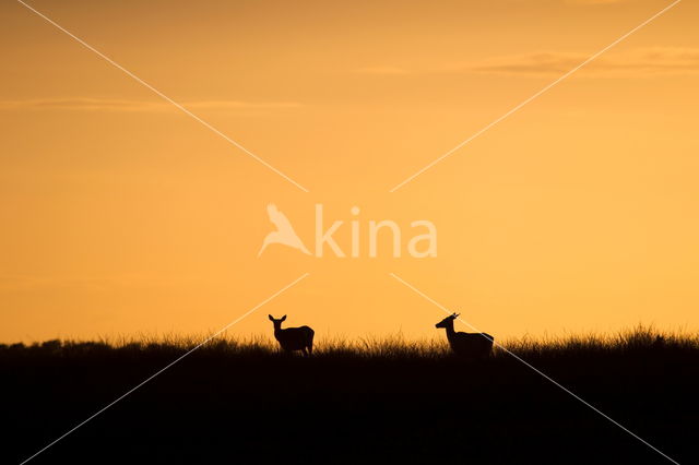 Red Deer (Cervus elaphus)