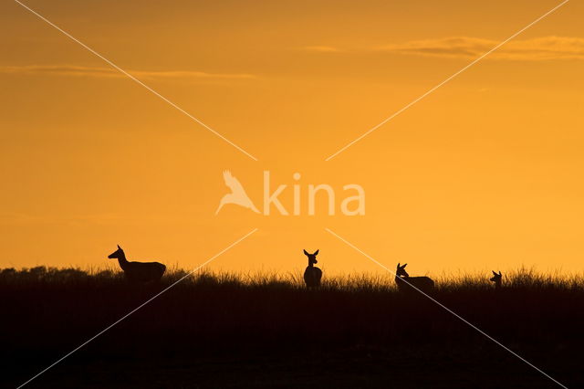 Red Deer (Cervus elaphus)