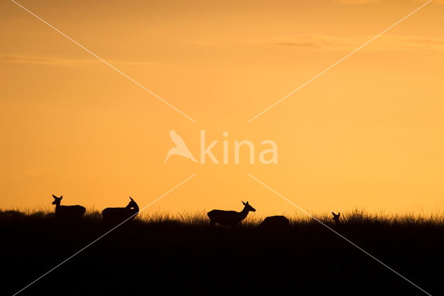 Red Deer (Cervus elaphus)