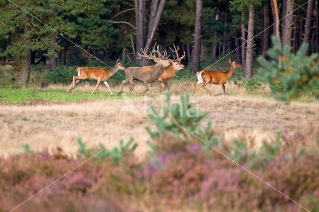 Red Deer (Cervus elaphus)