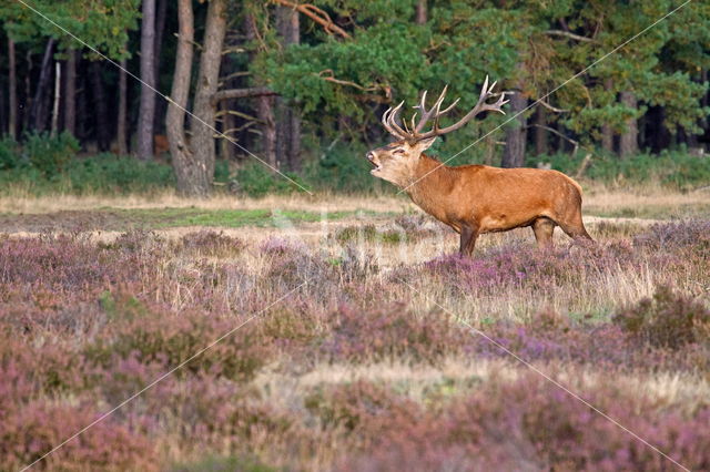 Red Deer (Cervus elaphus)