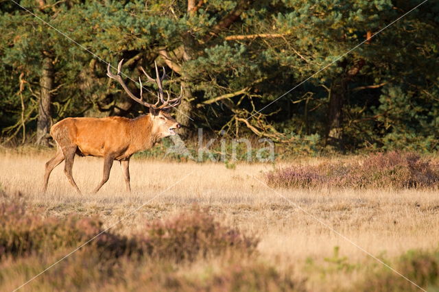 Red Deer (Cervus elaphus)