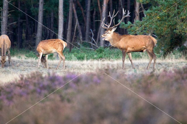 Edelhert (Cervus elaphus)