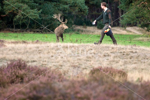Red Deer (Cervus elaphus)