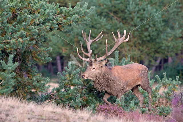 Edelhert (Cervus elaphus)