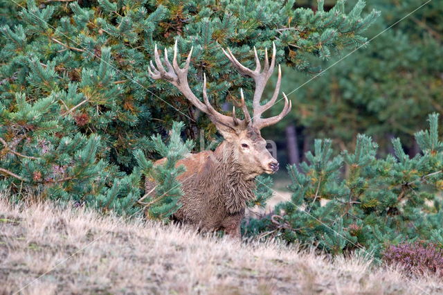 Red Deer (Cervus elaphus)