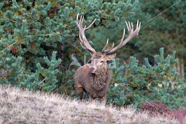 Edelhert (Cervus elaphus)