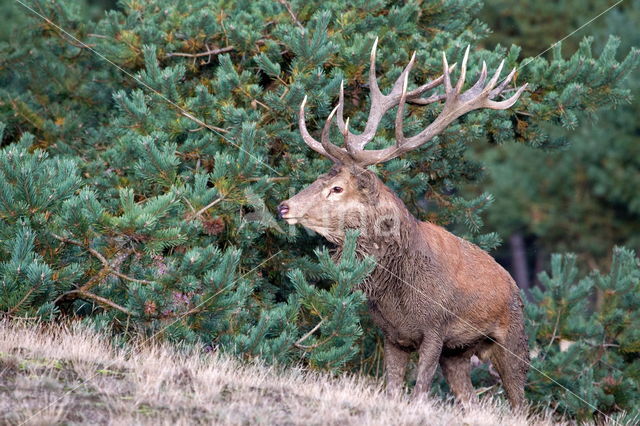 Red Deer (Cervus elaphus)