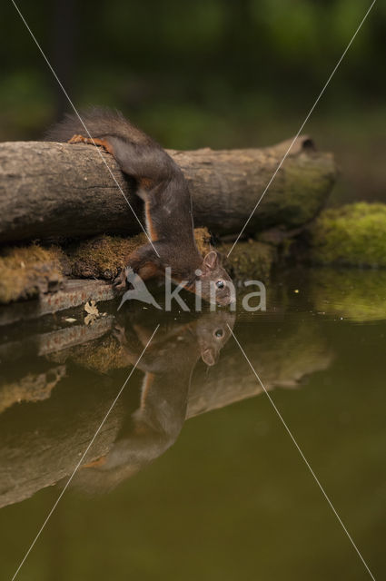 Eekhoorn (Sciurus vulgaris)