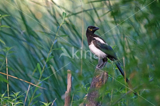 Black-billed Magpie (Pica pica)