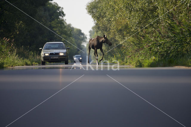 Eland (Alces alces)