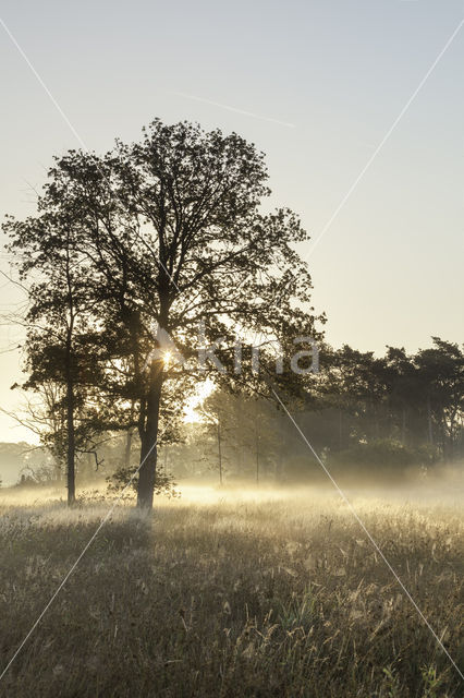 Empese en Tondense Heide