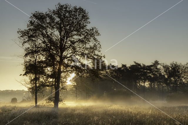 Empese en Tondense Heide