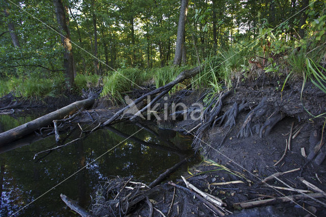 Europese bever (Castor fiber)