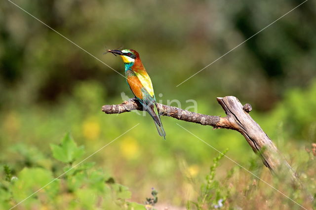 European Bee-eater (Merops apiaster)