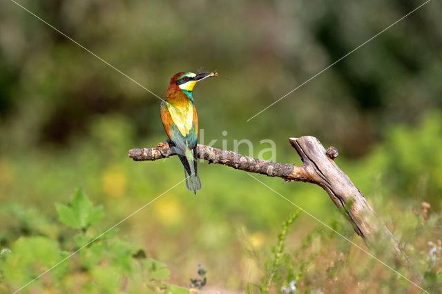 European Bee-eater (Merops apiaster)