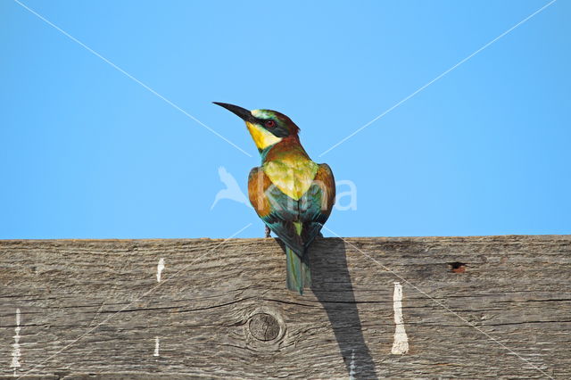 European Bee-eater (Merops apiaster)