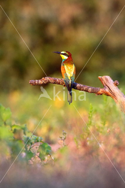 European Bee-eater (Merops apiaster)