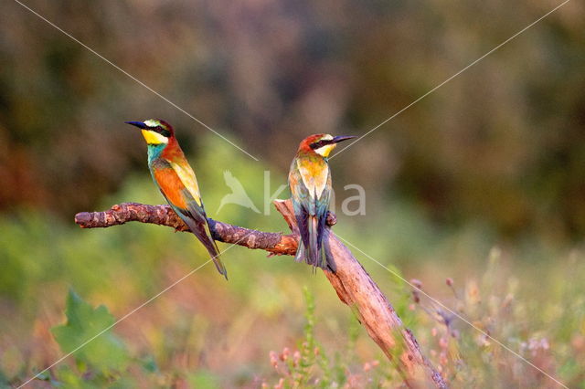 European Bee-eater (Merops apiaster)