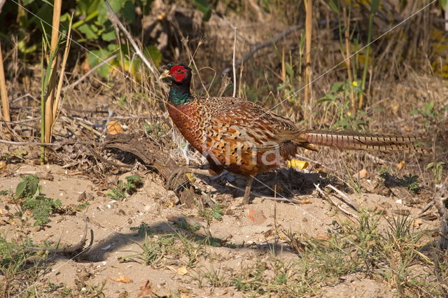 Ring-necked Pheasant (Phasianus colchicus)