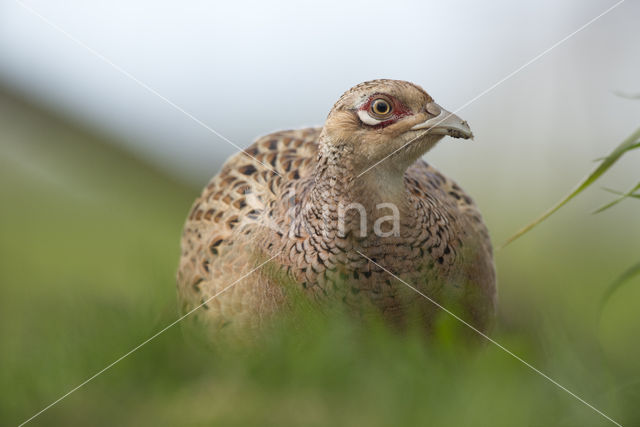 Ring-necked Pheasant (Phasianus colchicus)