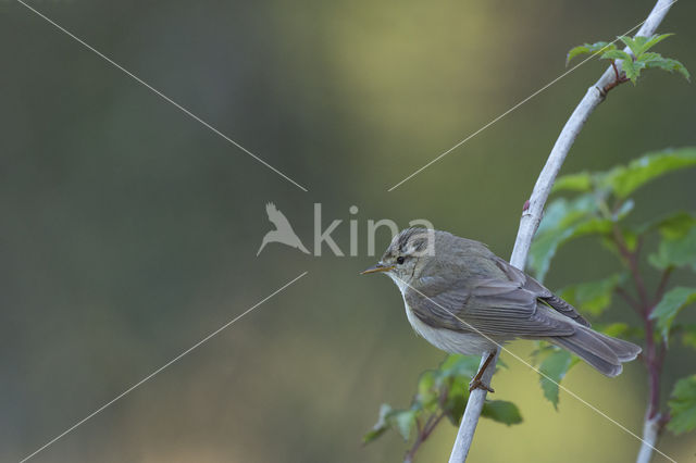 Willow Warbler (Phylloscopus trochilus)