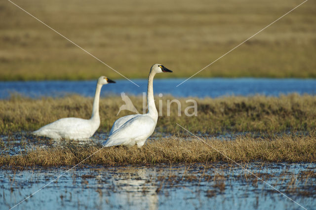 Fluitzwaan (Cygnus columbianus)